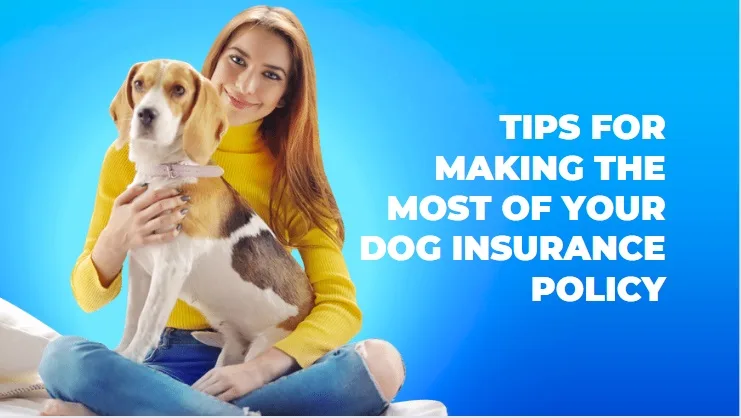 dog insurance 